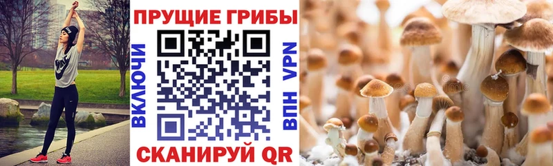 купить закладку  Островной  mega как зайти  Галлюциногенные грибы ЛСД 
